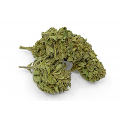 SUPER SILVER HAZE CBD OUTDOOR 18,7% Bistrot CBD - 2