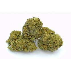 Green Dragon CBD Indoor 25,3% Bistrot CBD - 2