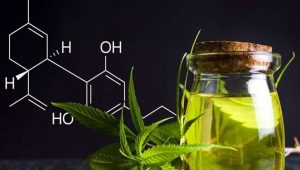 Cannabidiol oil (CBD oil) properties, quality and dosage