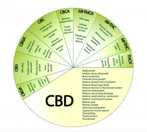 cbd fullspectrum breedspectrum