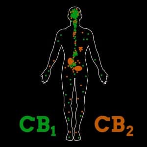 de effecten van CBD-olie