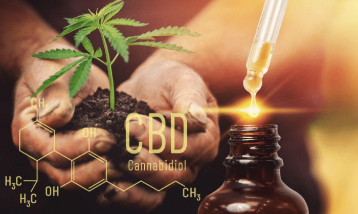 Le Cannabidiol, une molécule de la plante de cannabis aux nombreux atouts 