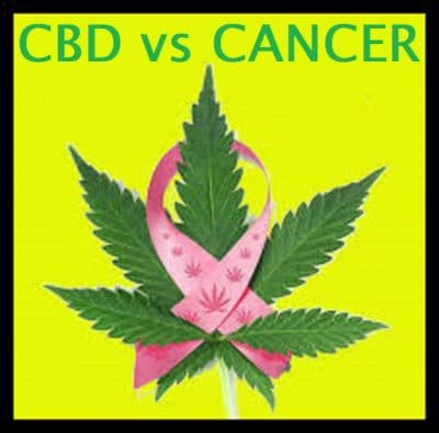 Du cannabis contre le Cancer