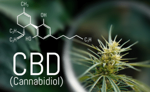 cannabidiol cáñamo bienestar Nantes