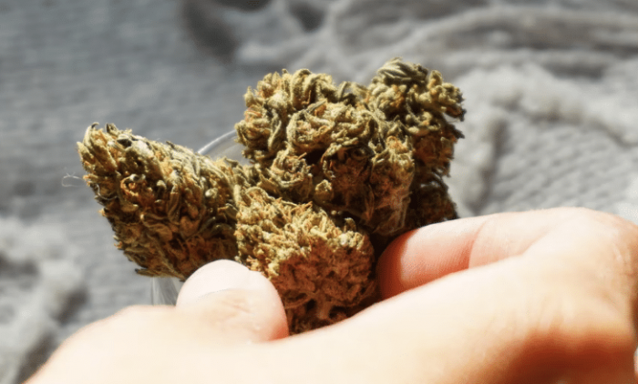 fleurs CBD fumer Marseille