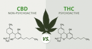 CDB vs THC