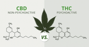 CBD vs THC