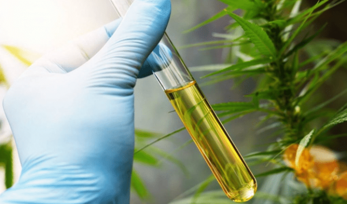 How is CBD extracted?