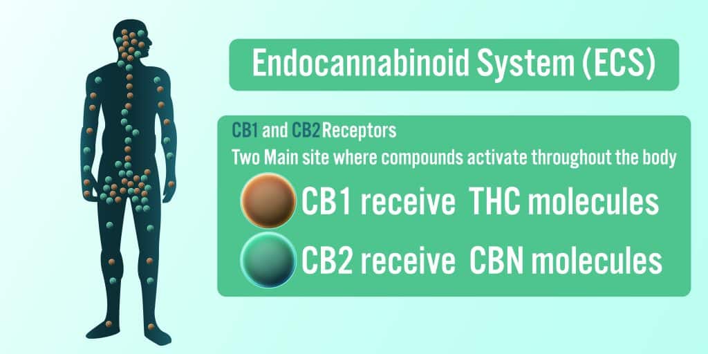 endocannabinoïde C BD