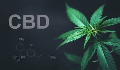 c bd ou cannabidiol