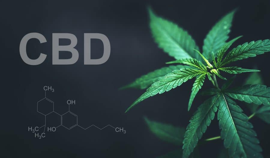 c bd ou cannabidiol