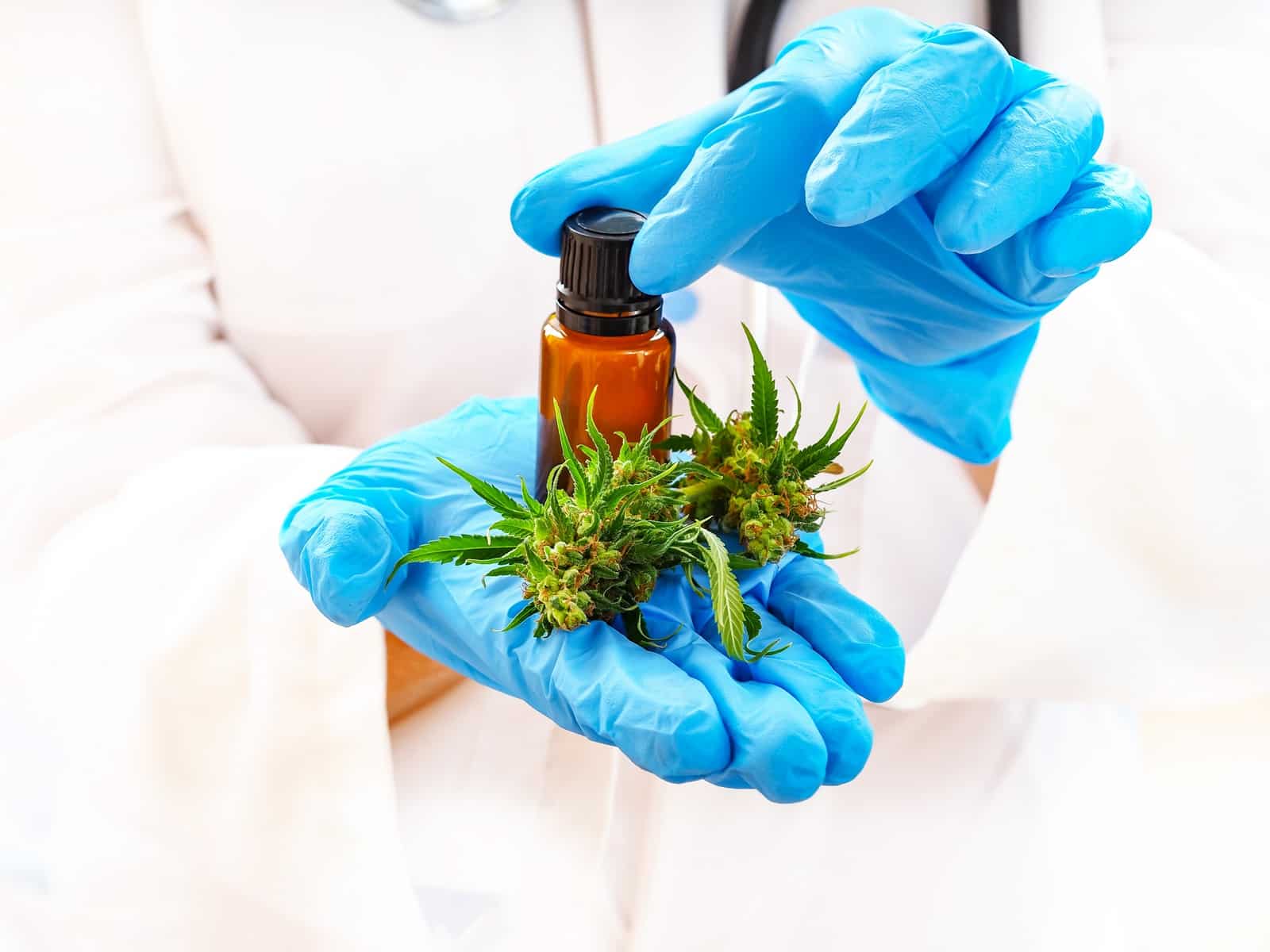 Medical marijuana cannabis weed in the hands of a woman scientist doctor