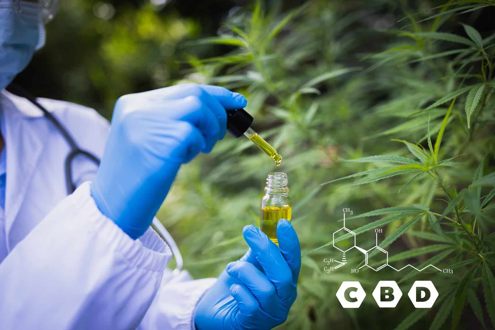 Doctor's hand drops cannabis oil, CBD Cannabidiol in pipette against Hemp plant with chemical molecule