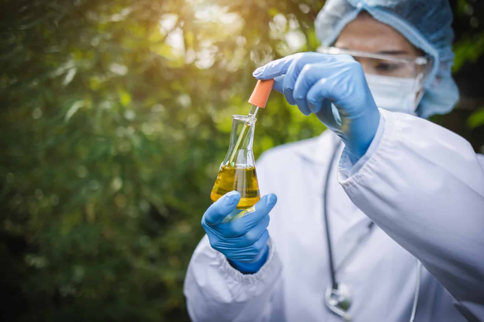 Researchers examine extracts from the hemp plant. Used to A doctor or researcher examines the cannabis plant extract. Used to make CBD hemp oil in alternative medicine. Bio-medicine and ecology, herbs, pharmaceutical industry. Alternative medicine.