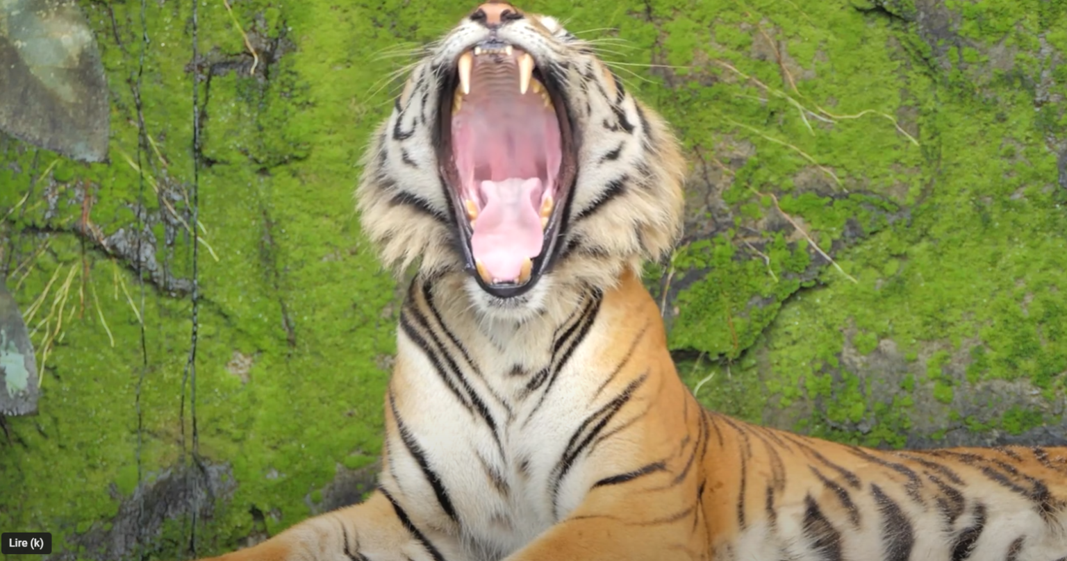 Baume du Tigre Danger Utilisation Sécurisée, Effets Secondaires et Précautions