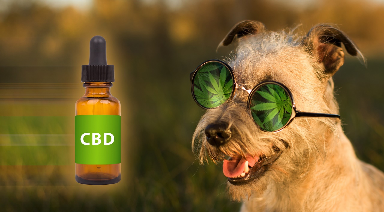 Medical marijuana cannabis cbd oil dog food. FUNNY CONCEPT.