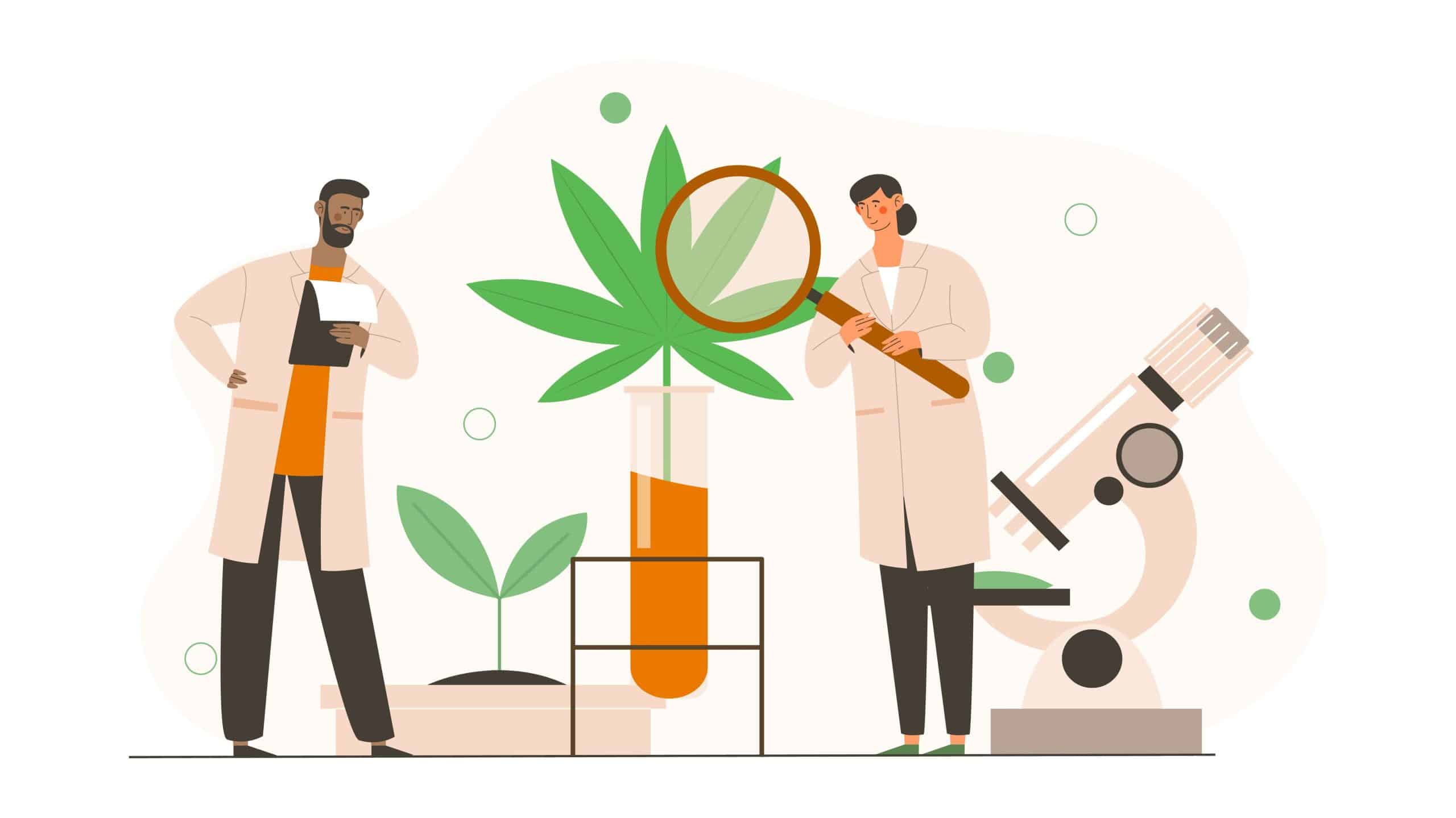 Male and female scientists in uniform are analyzing cbd hemp oil extract from marijuana plant. Researcher working in laboratory healthcare pharmacy medical cannabis. Flat cartoon vector illustration