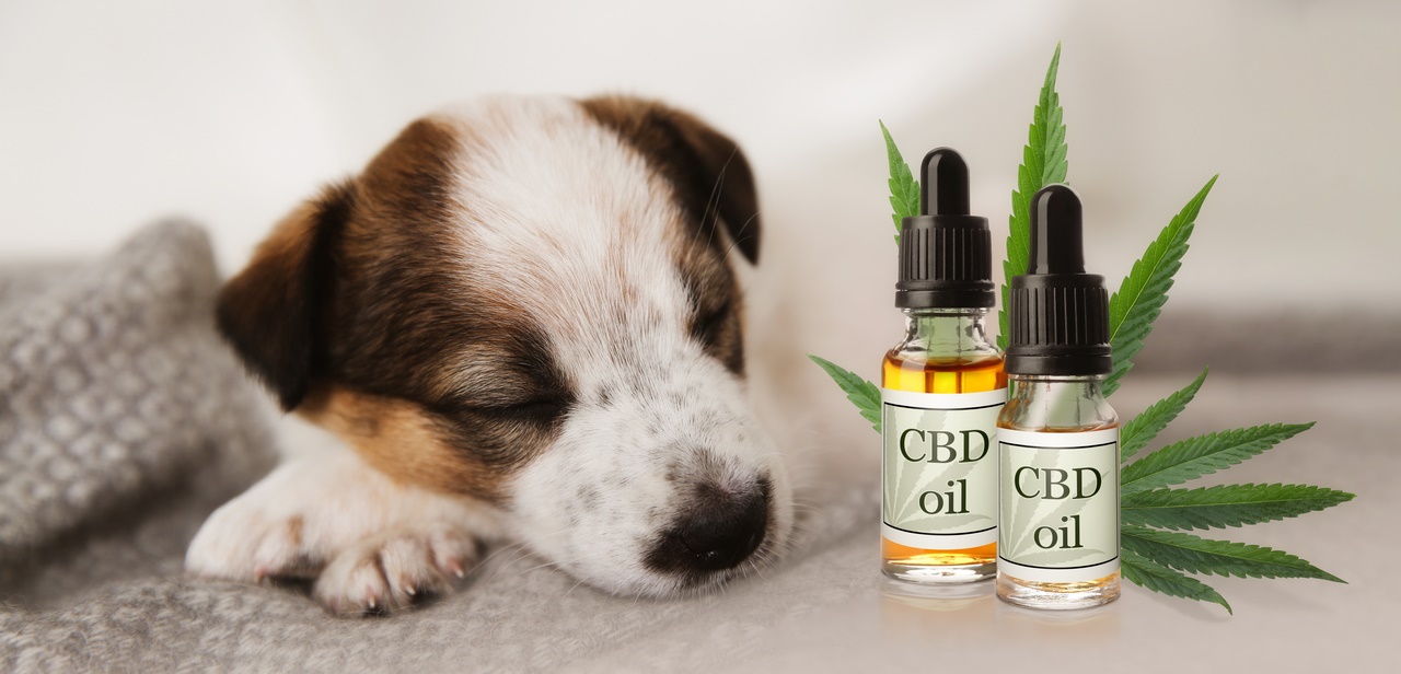 Bottles of CBD oil and cute puppy sleeping on blanket