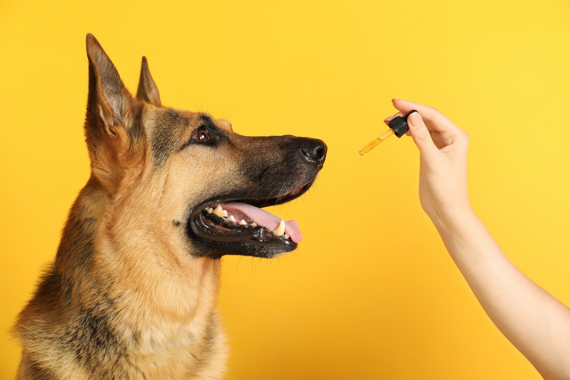 Woman giving tincture to German Shepherd dog on yellow background, closeup