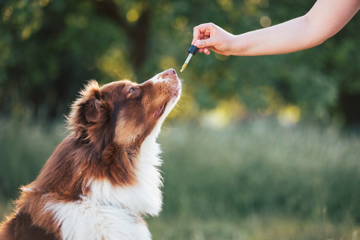 Hand giving dog CBD oil by licking a dropper pipette, Oral administration of hemp oil for pet health problems.